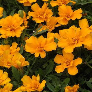 Marigolds